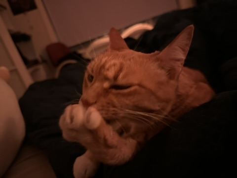 Cat curled