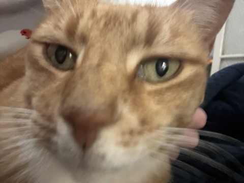 Cat alert