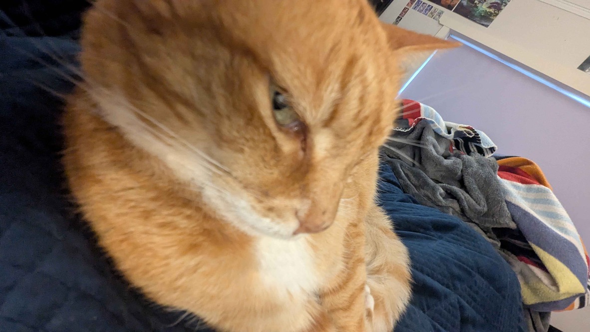 Cat profile