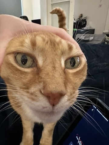 Cat stretching