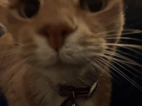 Cat resting