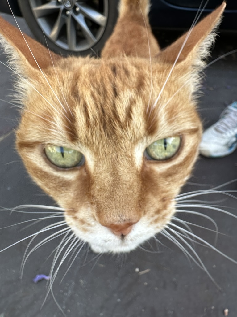 Cat close portrait