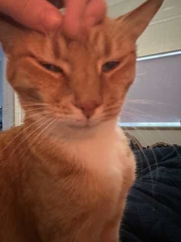Cat posing