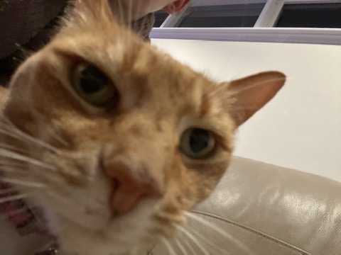 Cat lounging 2