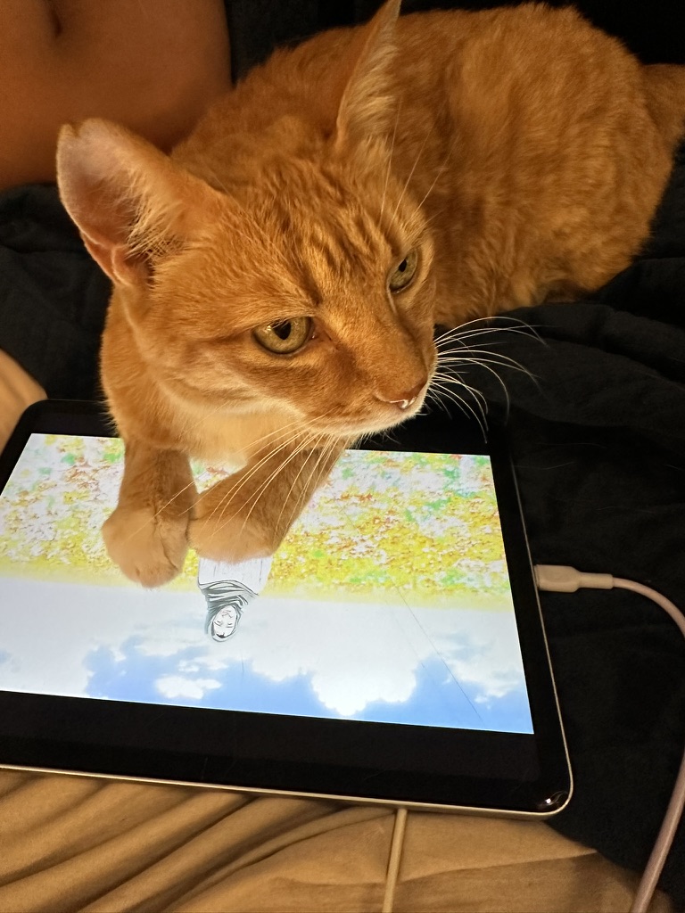 Cat glance