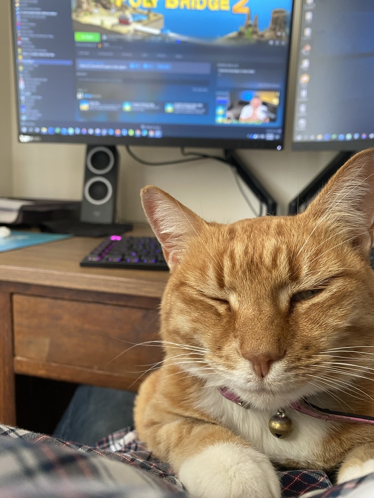 Cat resting 2