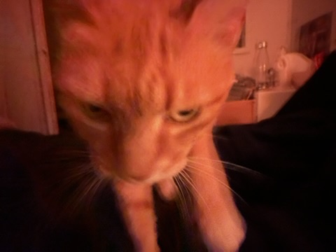 Cat gaze