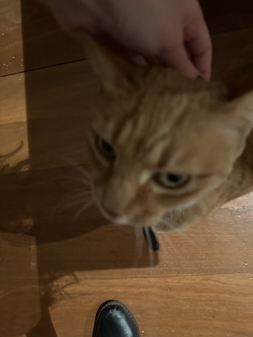 Cat seated