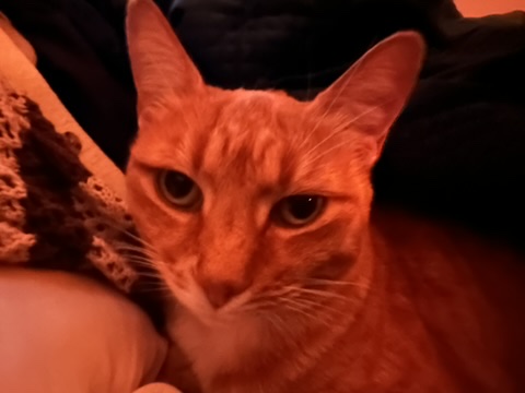 Cat bright eyes