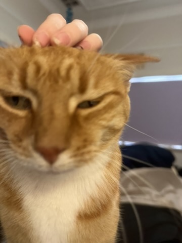 Cat on surface