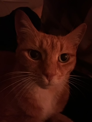 Cat attentive